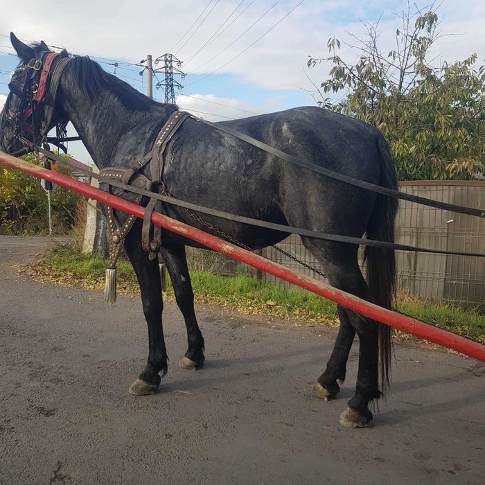 Vind iapa de trei ani