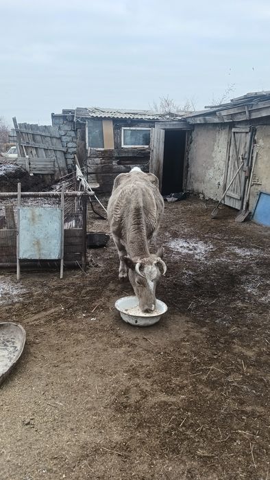 Ассалаумағалейкум