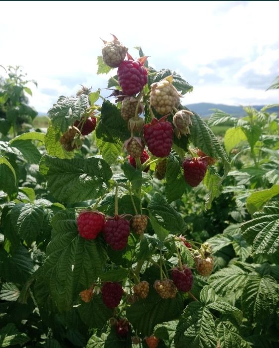 Vând butasi de zmeura polka și polana