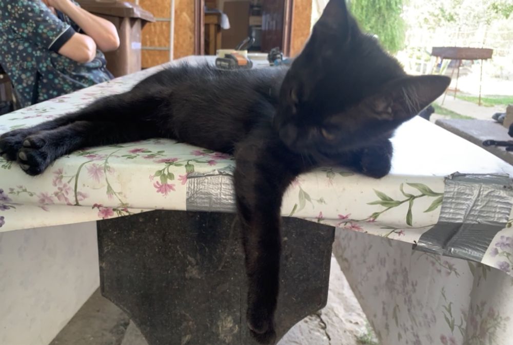 Donez pisoi si pisici 6/9luni