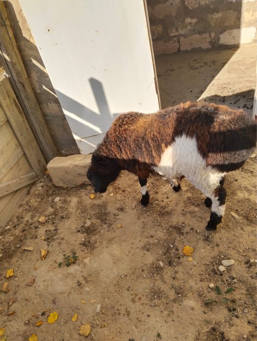 Семіз тоқты сатылады