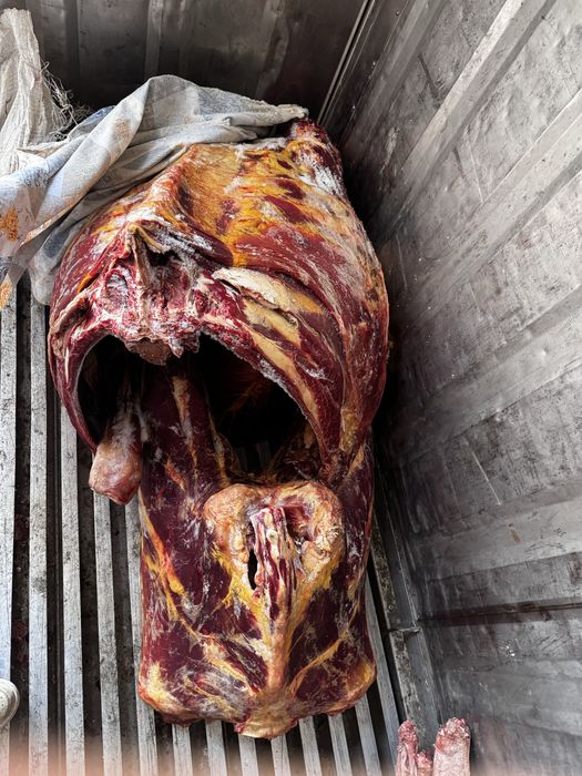 Мясо говядины целая туша