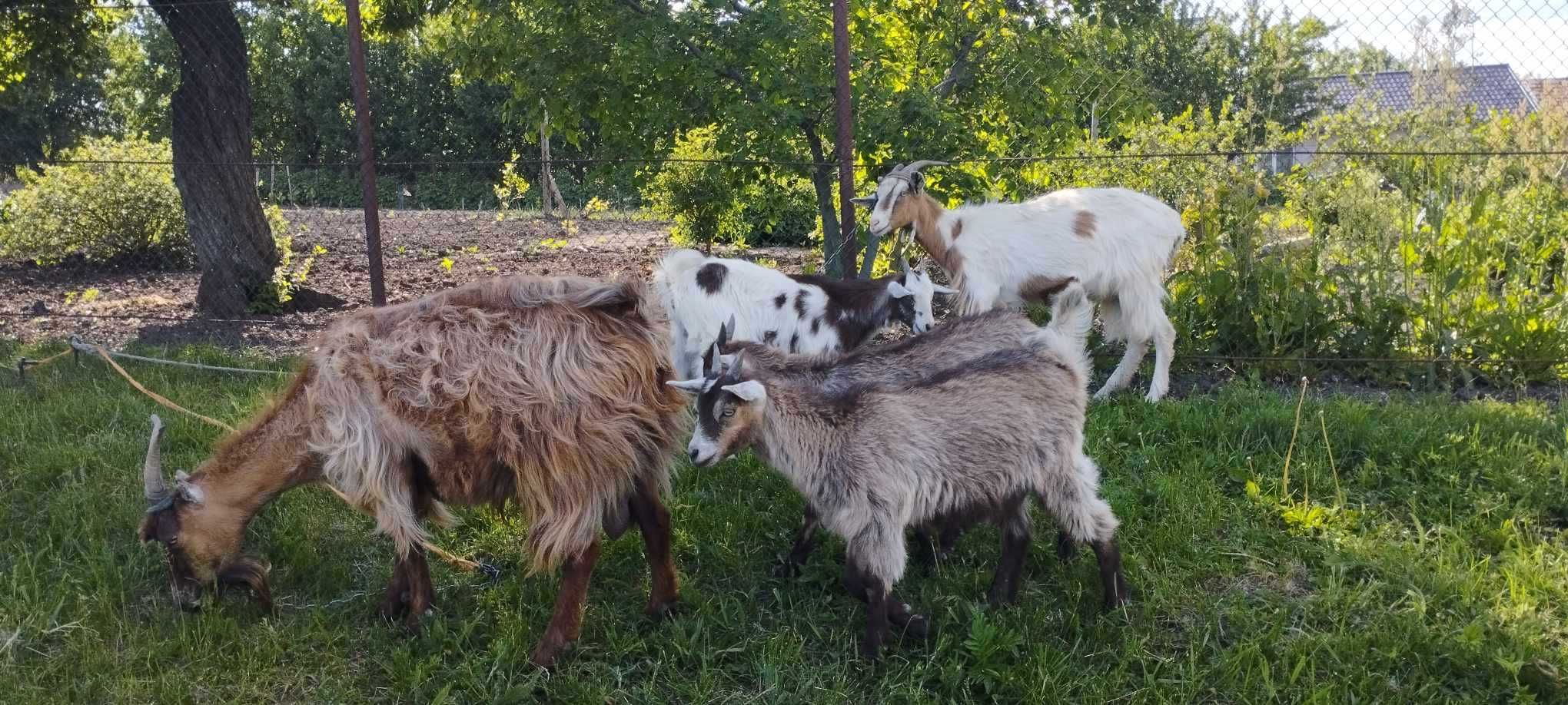 Vândă capre cu 3 ezi