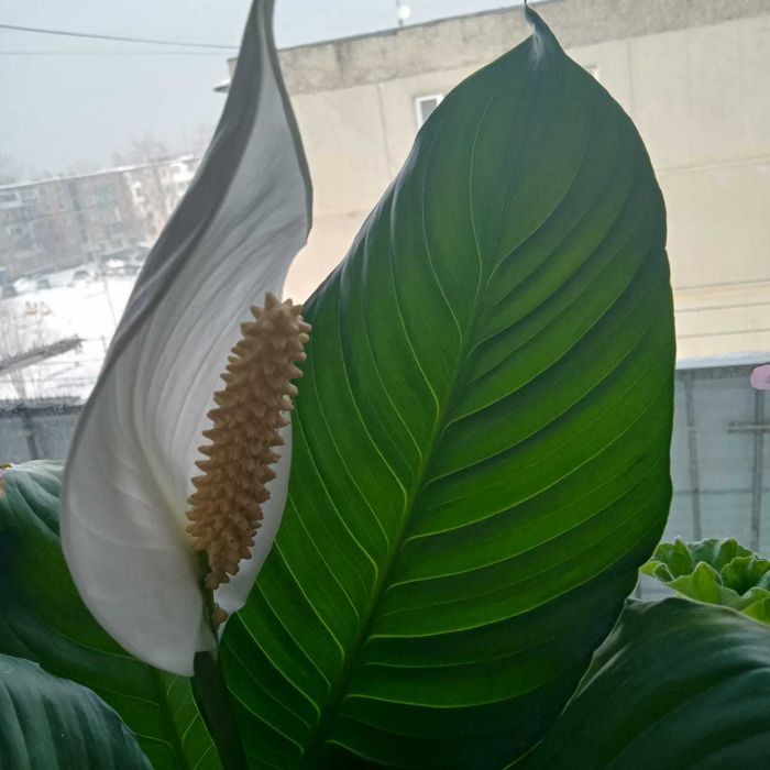 Продается цветок спатифиллум