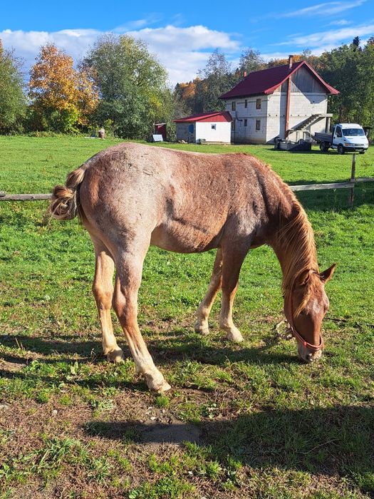 Vand armasar de un an si 5 luni foarte blândă