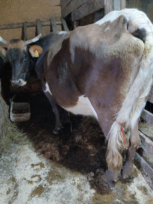Vând vaca gestanta in 5 luni.