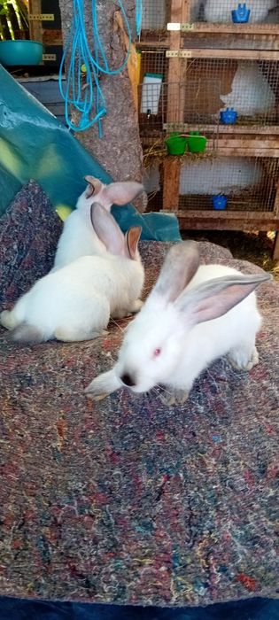 De vânzare uriaș de Transilvania