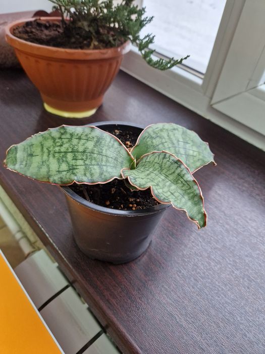 Комнатное растение