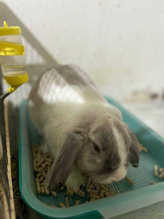 Вязка кролика ,не продажа