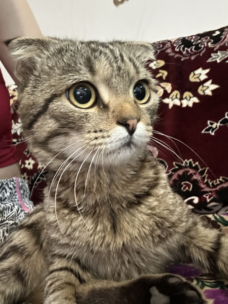 Котенок вислоухий