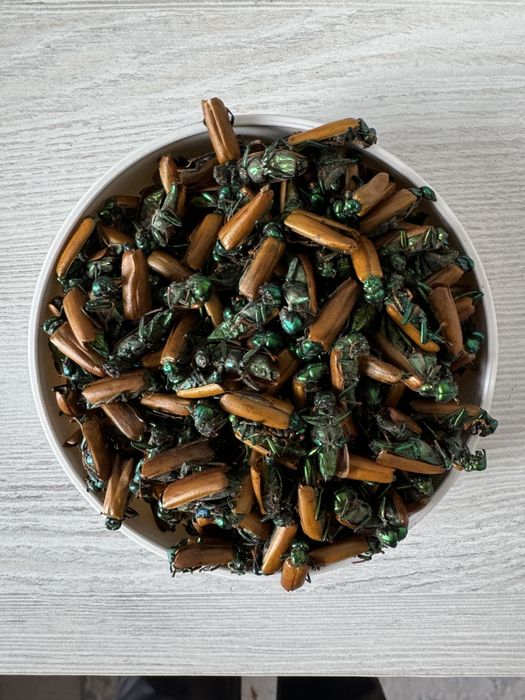 Алтын коныз маайский жук золотой жук