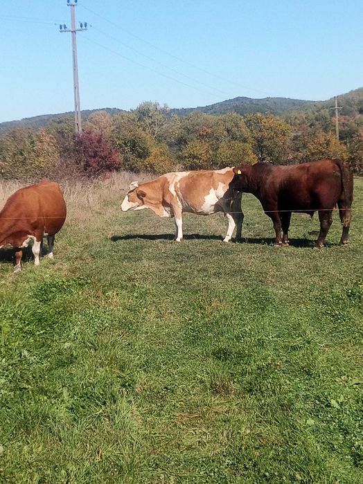 De vânzare vacă baltata