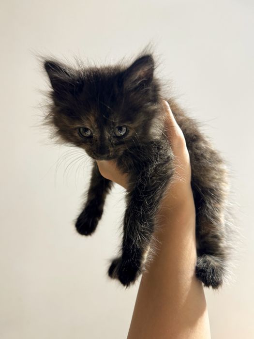 Котенок девочка срочно ищет дом!