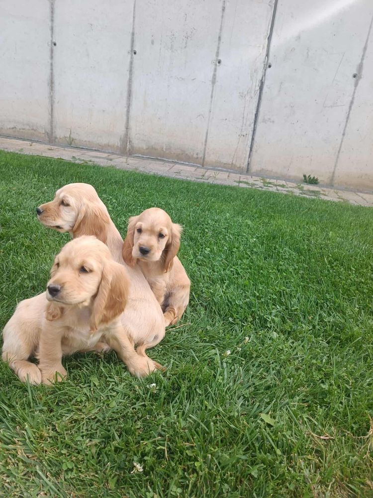 Продавам кокер шпаньоли