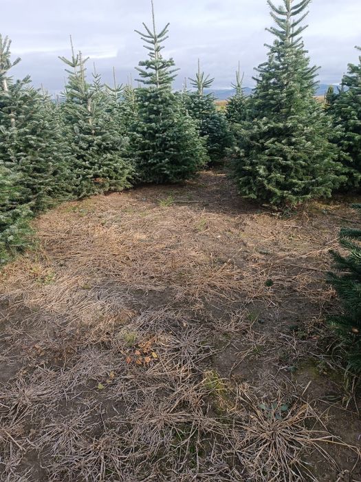 Brazi Arginti Verzi de la 2 la 5 m