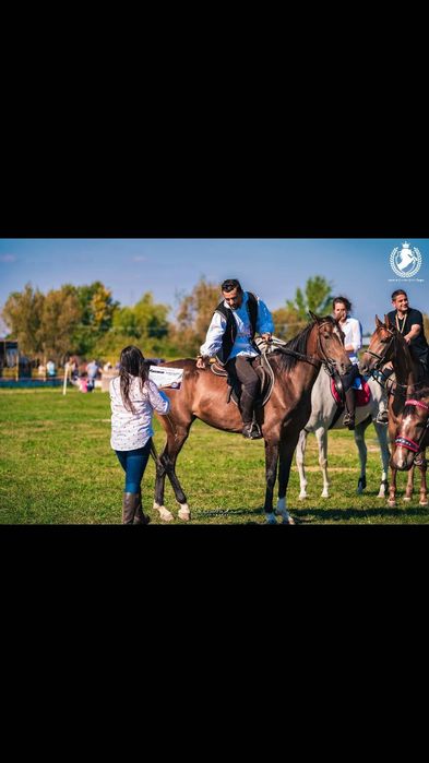 Vând cai saghya arab / pur sânge arab