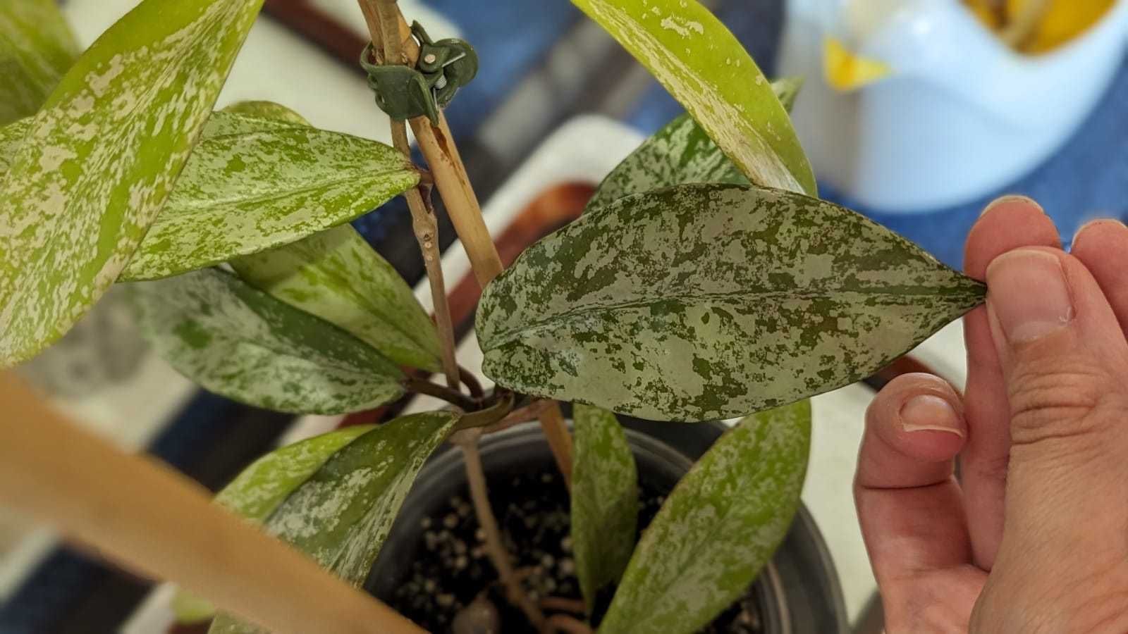 Hoya/Хоя (различни видове)