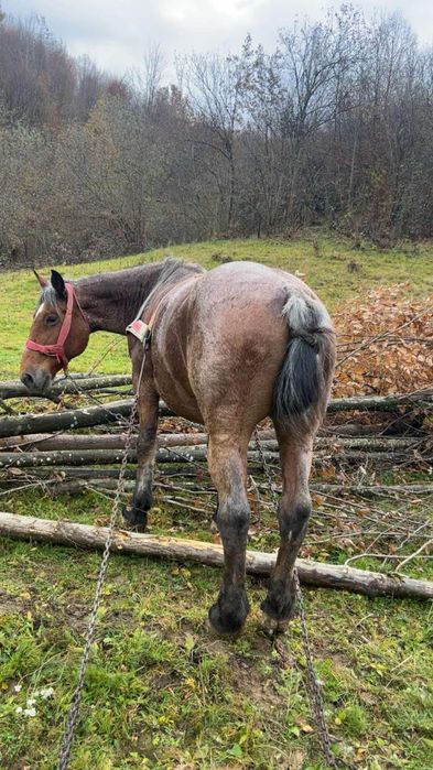 Vând iapă de 8/9 ani