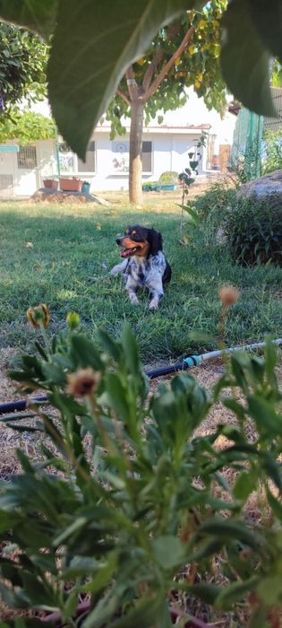 эпаньол бретон женски