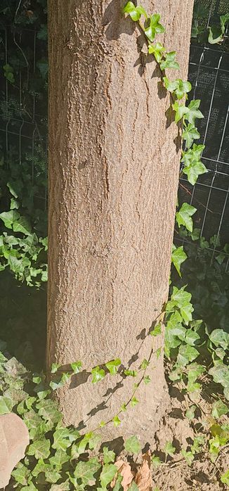 gratis, 7 arbori paulownia pe fir, h- 8-10m , diametru la sol 50-60 cm