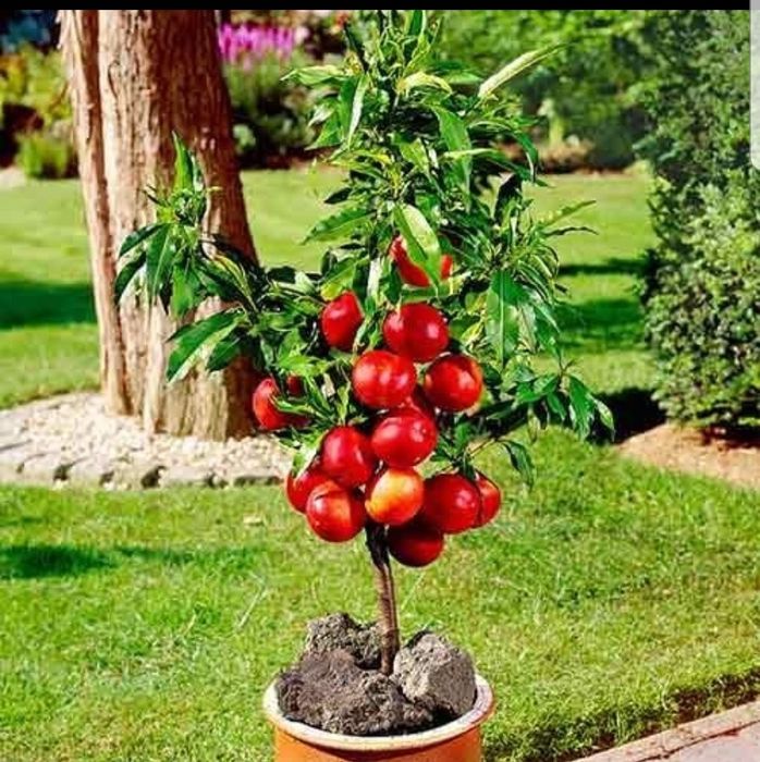 Pomi pitici gama SUPERB