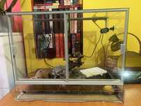Reptile gecko plus echipament
