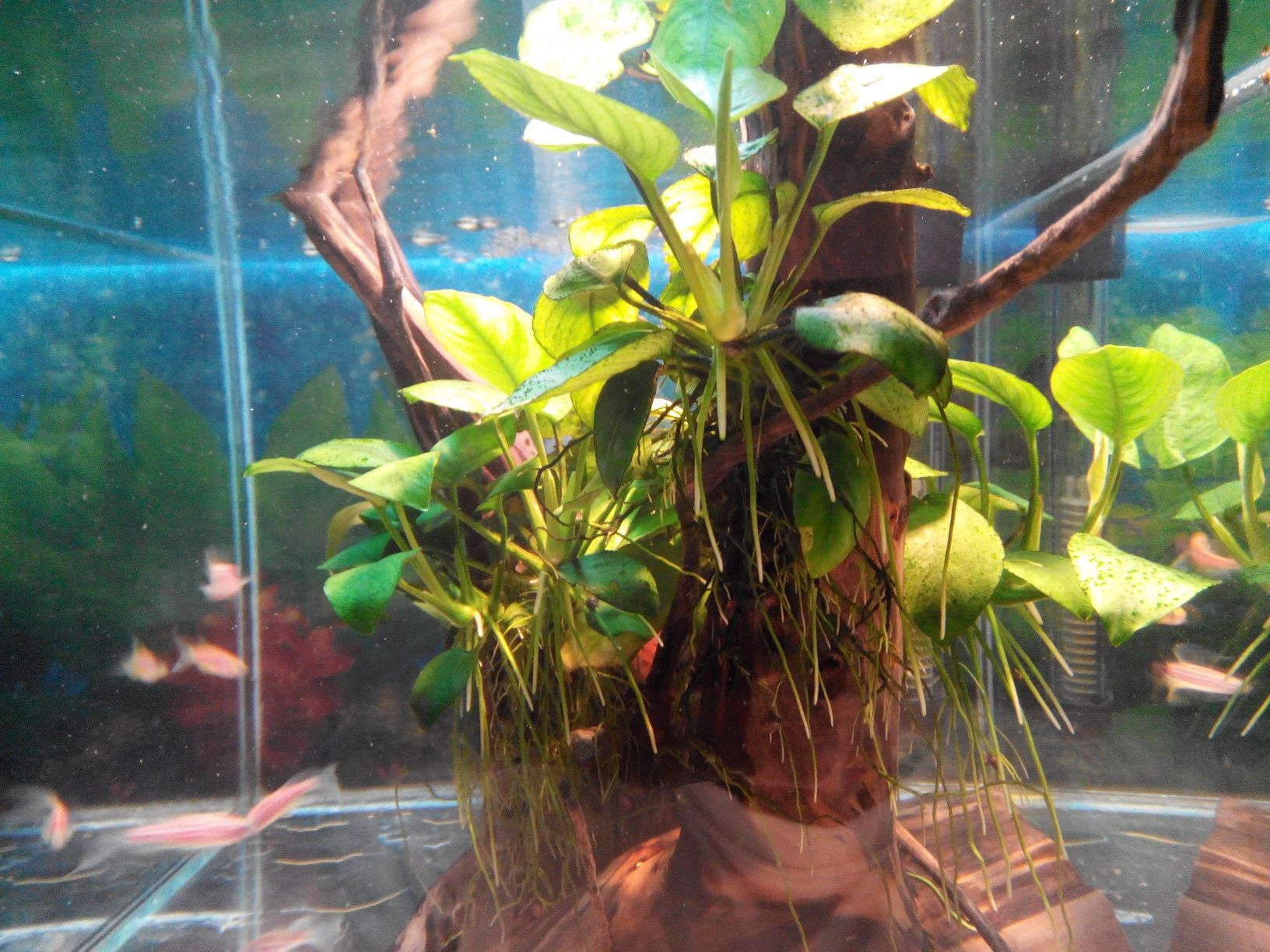 Анубиас аквариумные растения