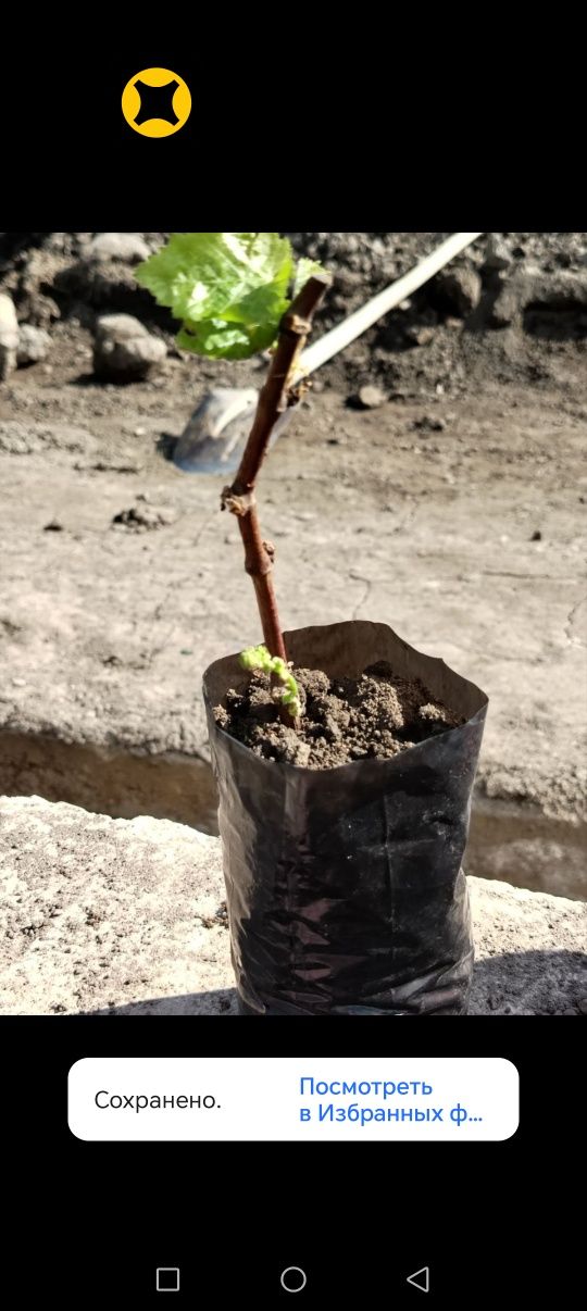 Узум куча лари оптом