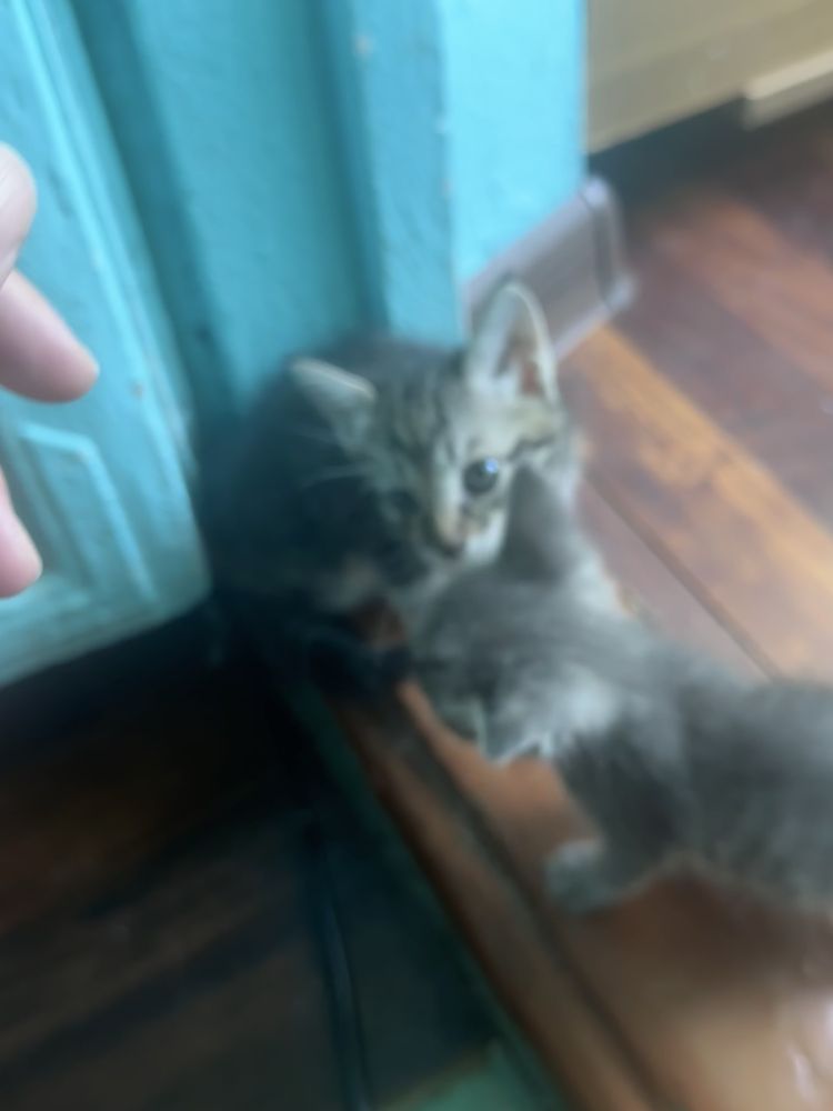 Котенок серый !!