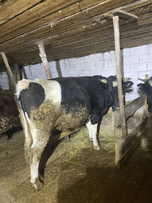 Продам 3 бычков.  2-ое бычков-2 годовалые 1 бычок 1.5 годовалый