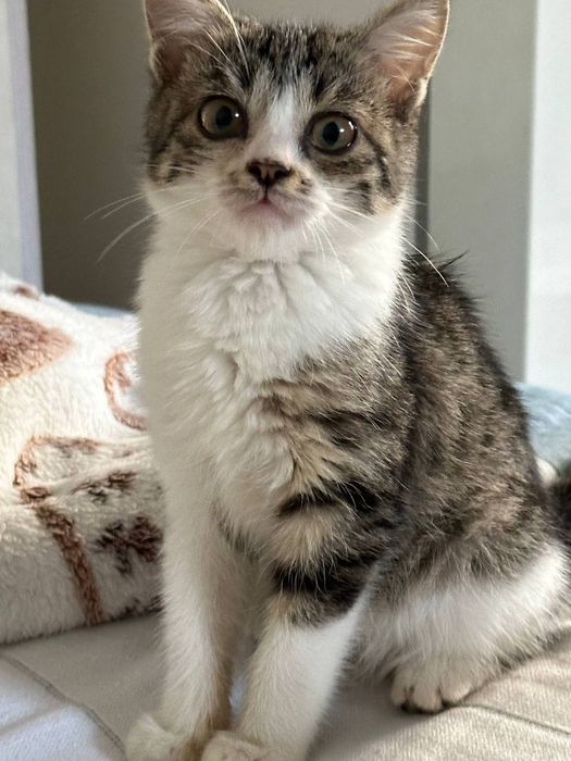 Котёнок даром в добрые руки