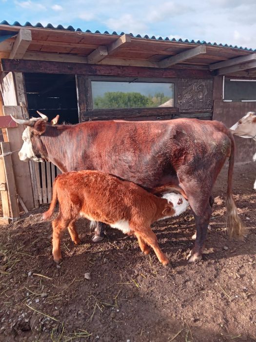 Корова с теленком