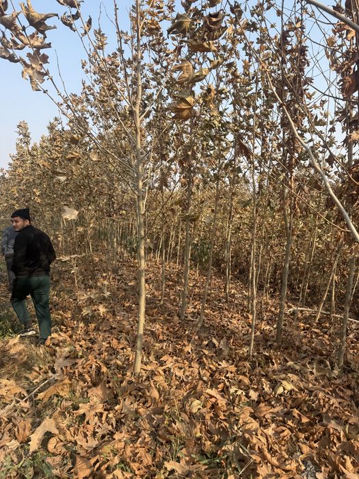 Dekorativni daraxtlar