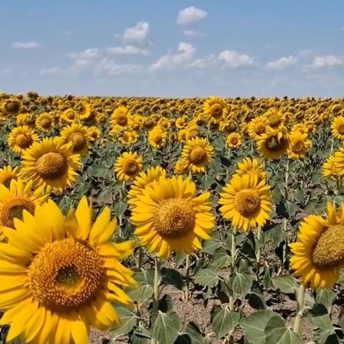 ПОДСОЛНУХОВЫЙ мёд вкусный + иммунитет даёт