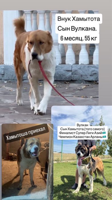 Продается Жолбарыс 6 мес