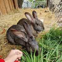 Кролик и кролчиха Фландер 1,2 года, возможно доставка