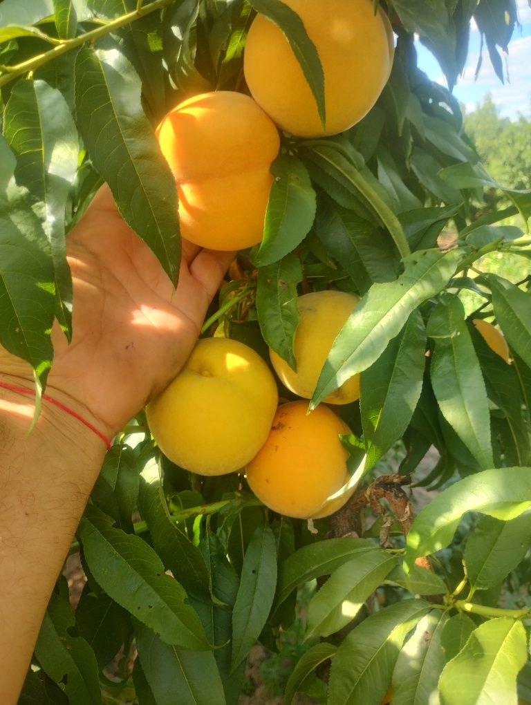 Продавам компотна и десертна праскова