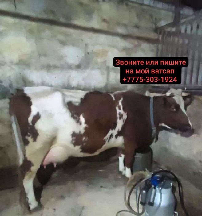 Продаю корову молочную 3 лет