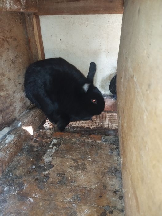 Quyonlar sotiladi urgʻochi tayyor 150 ming dan semiz chiroyli