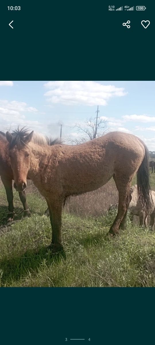 Продам двух жеребых кобыл