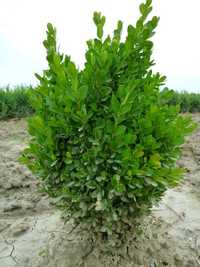 Buxus sempervirens 50cm ,plante decorative, plante ornamentale