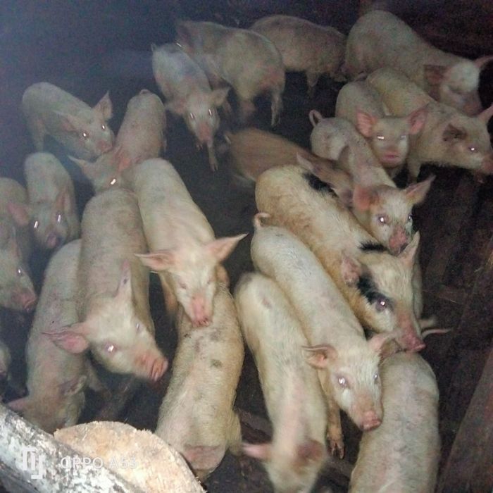 Продам   поросят