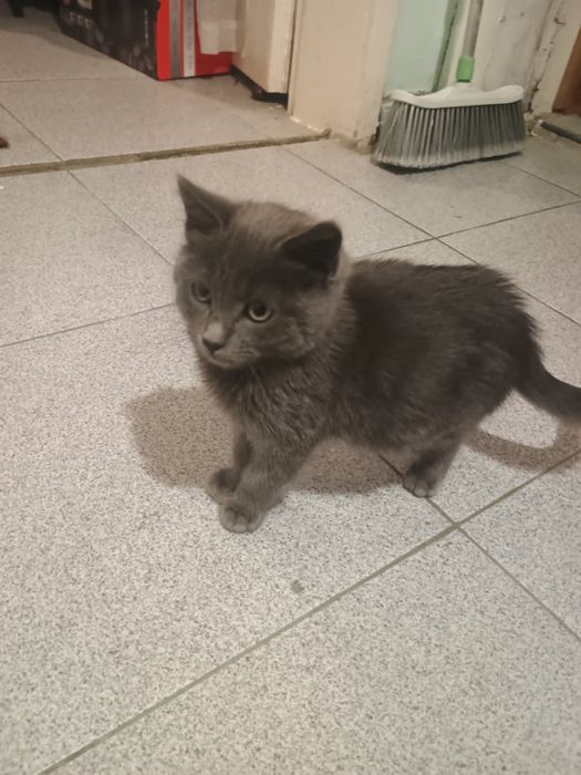 Малко котенце търси дом