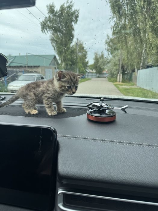 Отдам котят в добрые руки