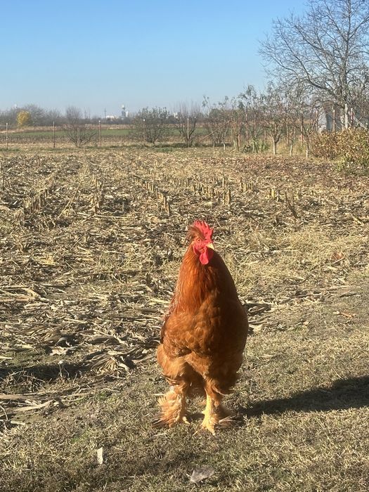 Cocosii cu mot si incaltati