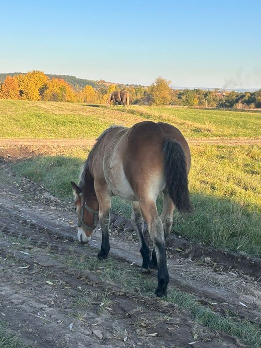 Vând mânză de 5 luni jumate