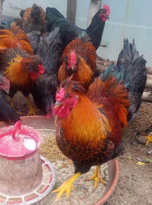 Cocosi de fite - pentru cunoscatori - australorp si alte rase