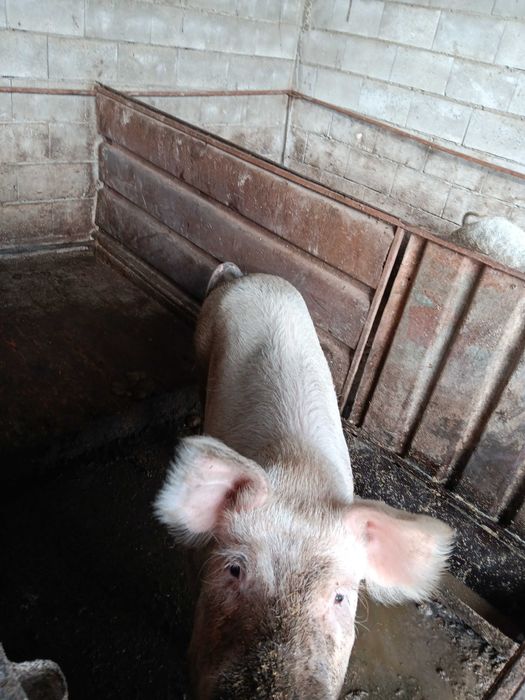 Продавам  прасета