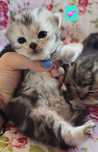 Scottish fold si straight