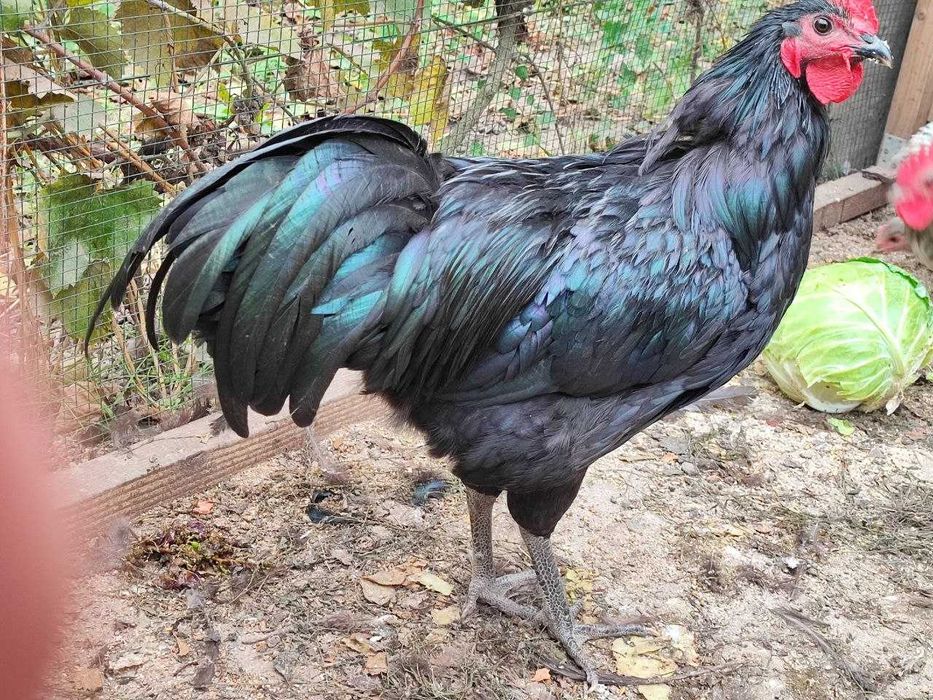 Cocoși Australorp de vânzare – 6 luni